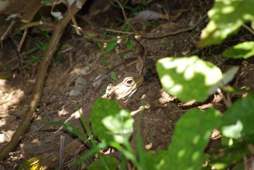 Zealandia 053.jpg