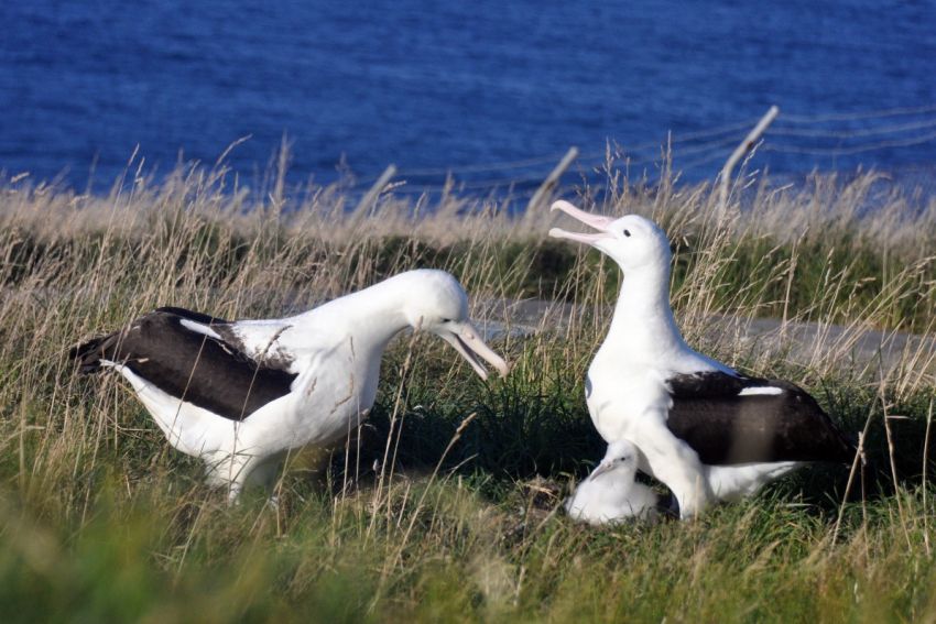 Pair-of-Royal-Albatross-with-Chick.jpg